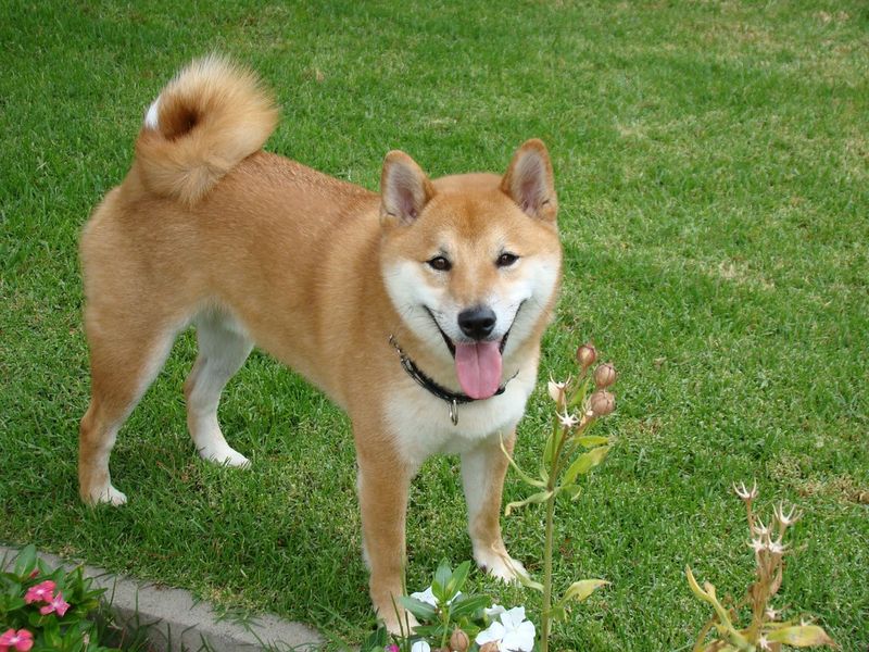 Wolf-like appearance doesn't always mean recent wolf ancestry - These breeds show the difference 6 Shiba Inu