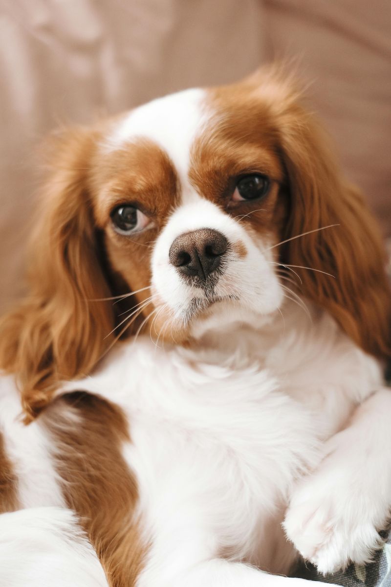 12 Quiet Dog Breeds That Rarely Bark in Apartments 5 Cavalier King Charles Spaniel