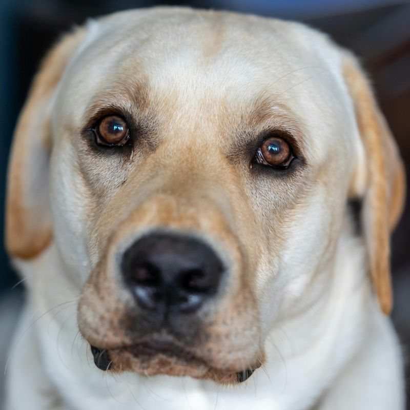 15 Affectionate Dog Breeds That Always Want to Be Near You 14 Labrador Retriever