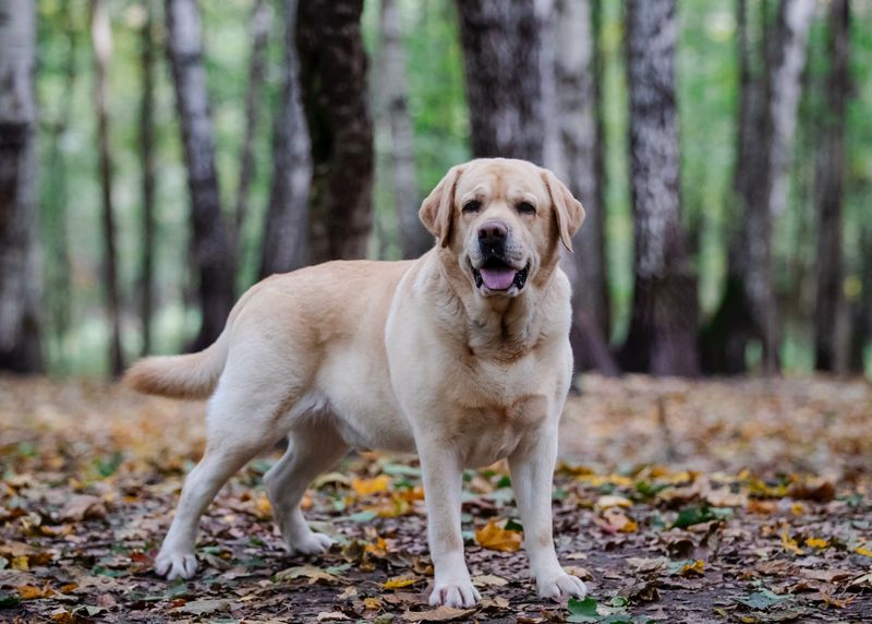 Some dog breeds don't need a perfect routine - they simply adapt and move forward 2 Labrador Retriever