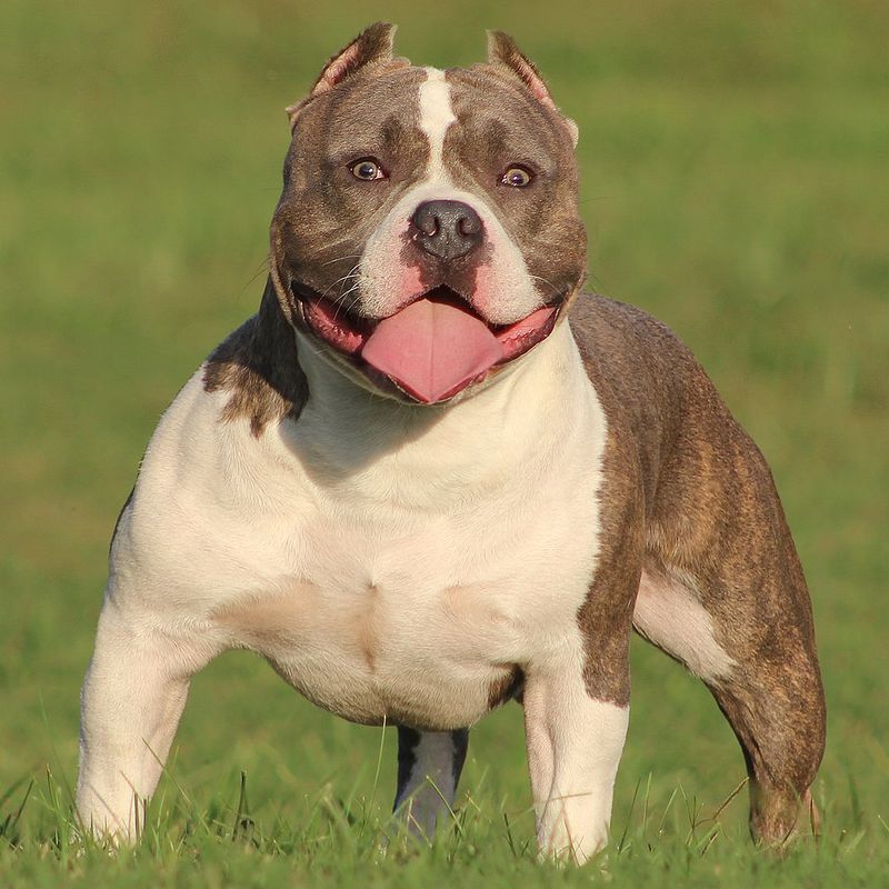 American Bully