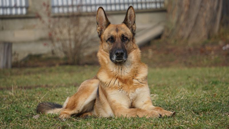 Clear rules can click quickly with these responsive, people-focused breeds 4 German Shepherd - the focused teammate