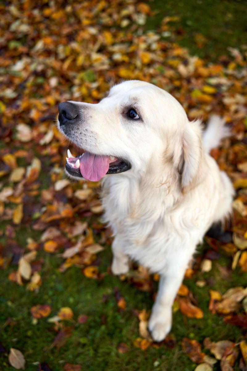 One feeding approach doesn't necessarily suit every dog - Individual needs matter 9 Golden Retriever - Shine from the inside
