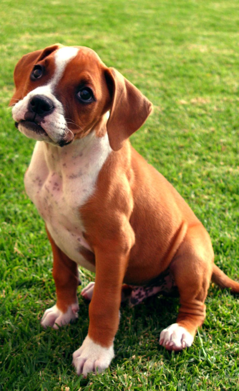 Busy households ask a lot from a dog - These breeds often have qualities families appreciate 2 Boxer