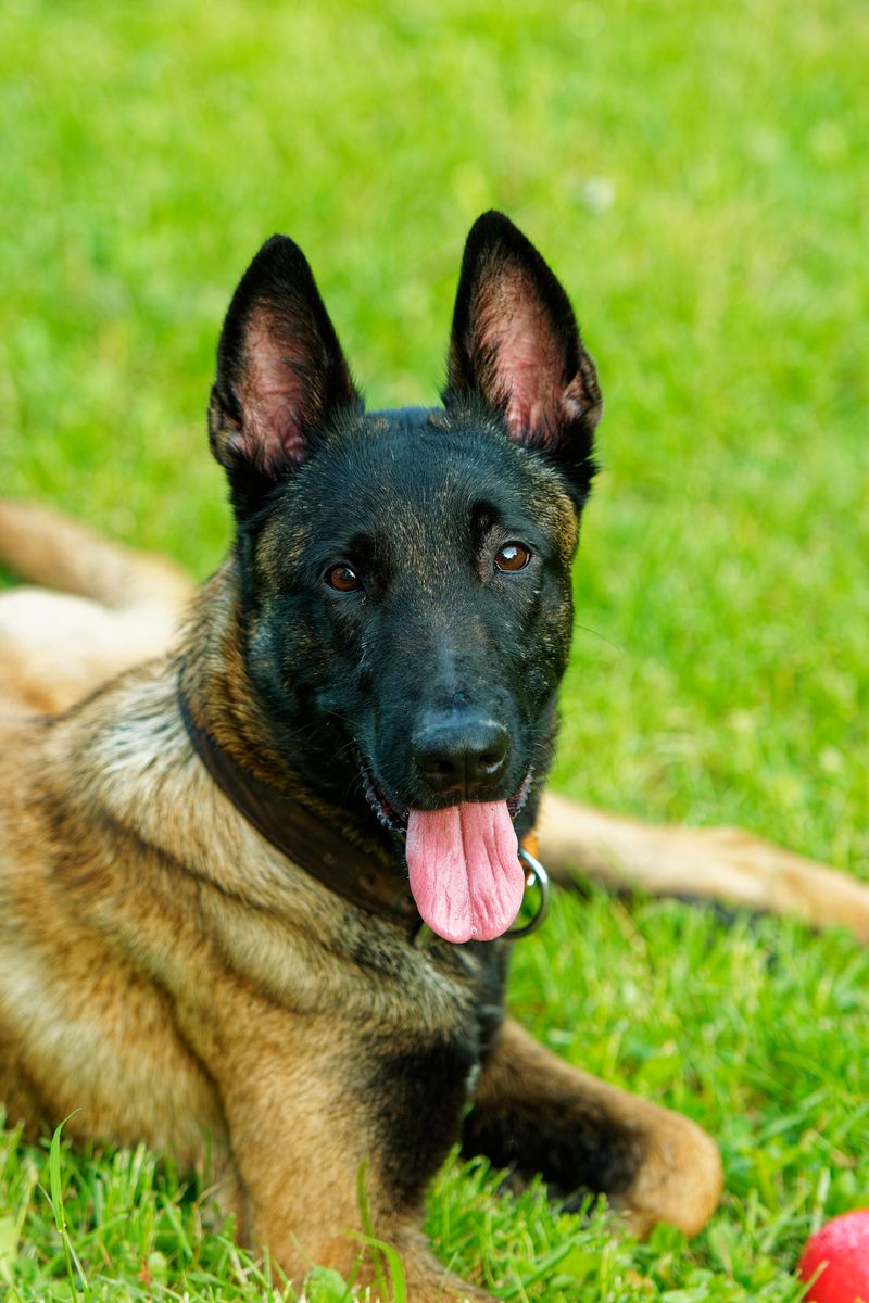 These remarkably intuitive dog breeds often sense feelings people try to hide 15 Belgian Malinois