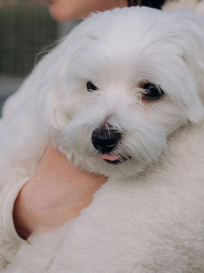 11 low-drama dog breeds that bring calm instead of constant stress 10 Maltese