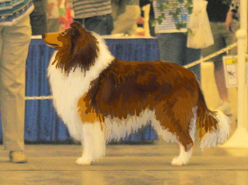 12 family-friendly dog breeds people keep choosing year after year 8 Rough Collie