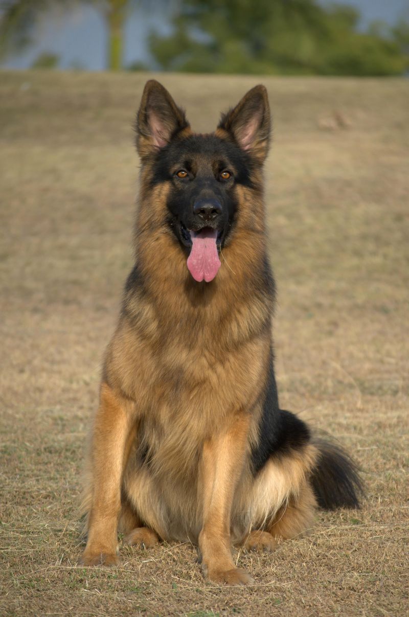 German Shepherd