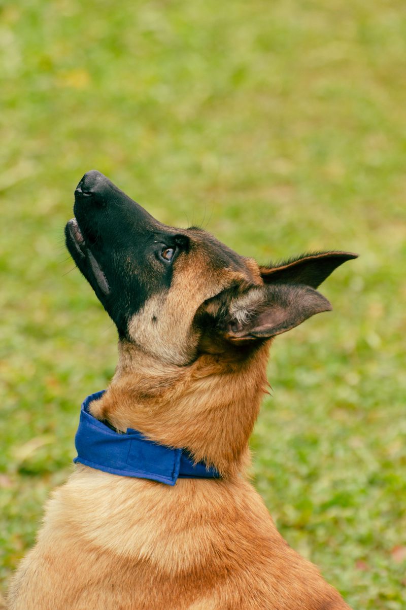 Stop wearing your dog out physically and start challenging them mentally instead 3 Belgian Malinois