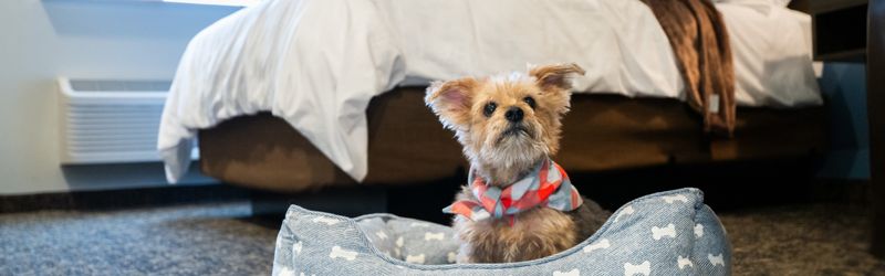 Staying unusually close when visitors arrive