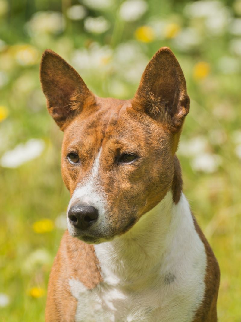 10 dog breeds owners often misjudge because stress looks a lot like stubbornness 8 Basenji