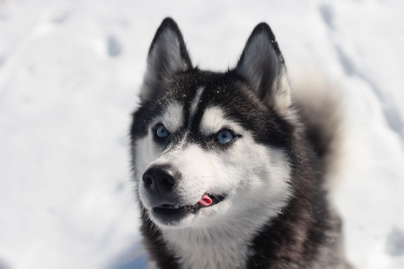 One harness doesn't fit every dog - and these breeds are a perfect example 12 Siberian Husky