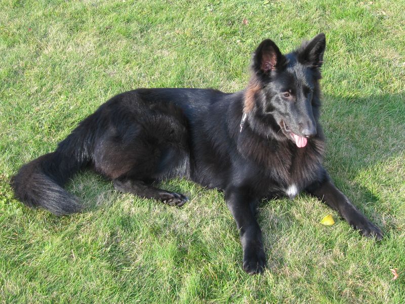 Which of these 20 Dog Breeds Are the Smartest? Here’s What Experts Say 16 Belgian Tervuren