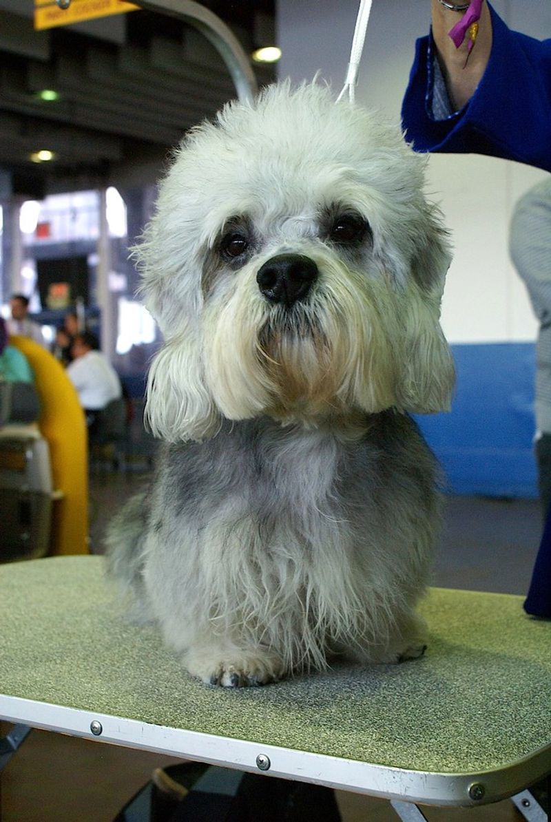 Dandie Dinmont Terrier