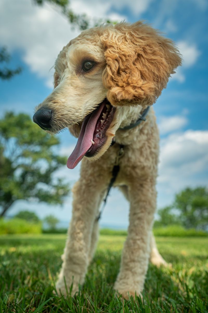 Fall in love with these dogs first and you may discover the maintenance schedule later - A few breeds flip that script 4 Poodle: Low Shedding, High Upkeep