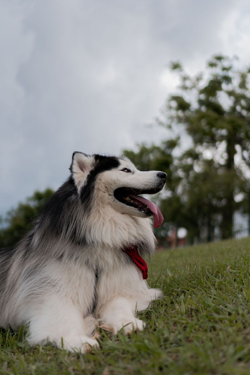 These self-directed breeds can appear stubborn when inconsistent training makes commands optional 9 Alaskan Malamute