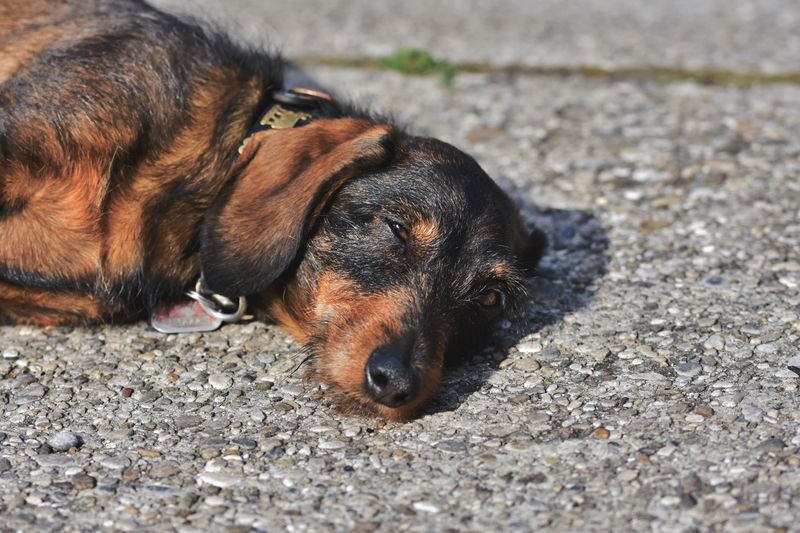 Dachshund: Low Rider, Hot Ground Problem