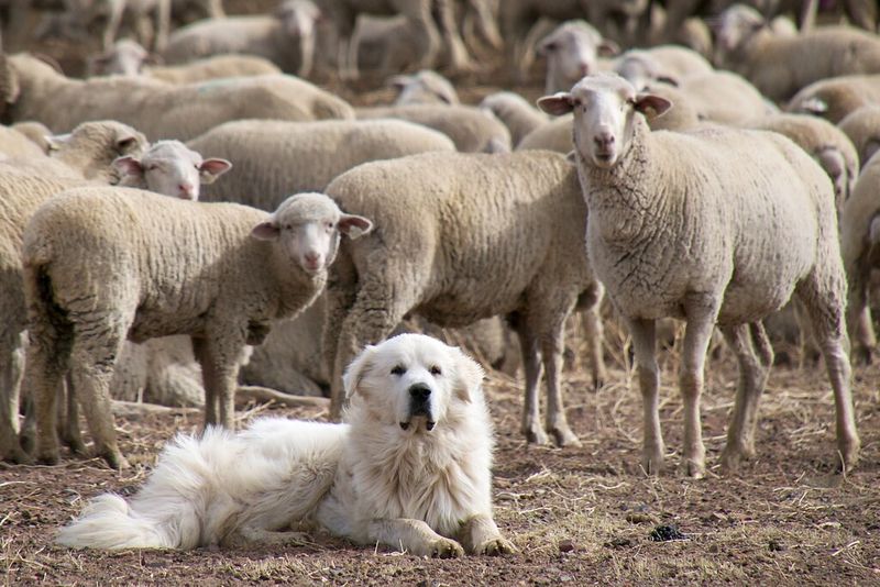 Living with these dog breeds often teaches owners to communicate more thoughtfully 5 Great Pyrenees