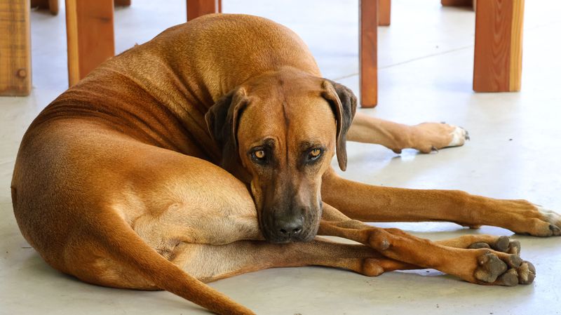 They'll happily share your day - but these dog breeds don't need to control every minute of it 10 Rhodesian Ridgeback