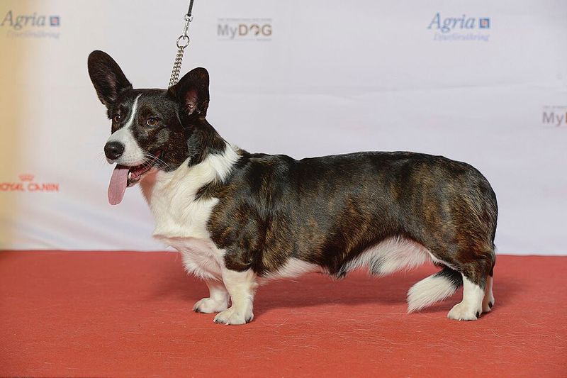 Cardigan Welsh Corgi