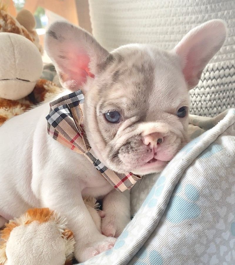 10 retirement-friendly dogs - plus 3 energetic breeds that help owners stay moving 8 French Bulldog