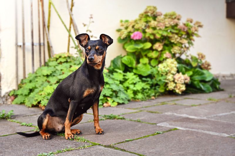 Miniature Pinscher
