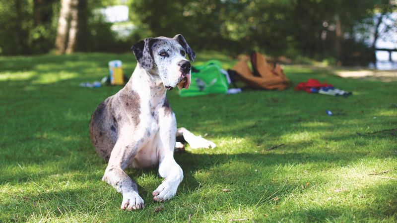 Some dog breeds are perfectly happy slowing life down once the adventure is over 10 Great Dane