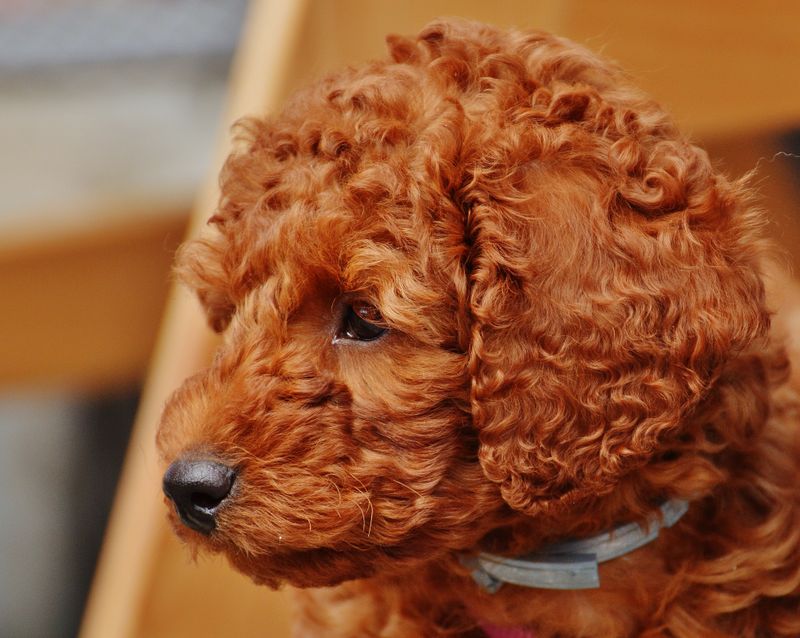 Toy Poodle