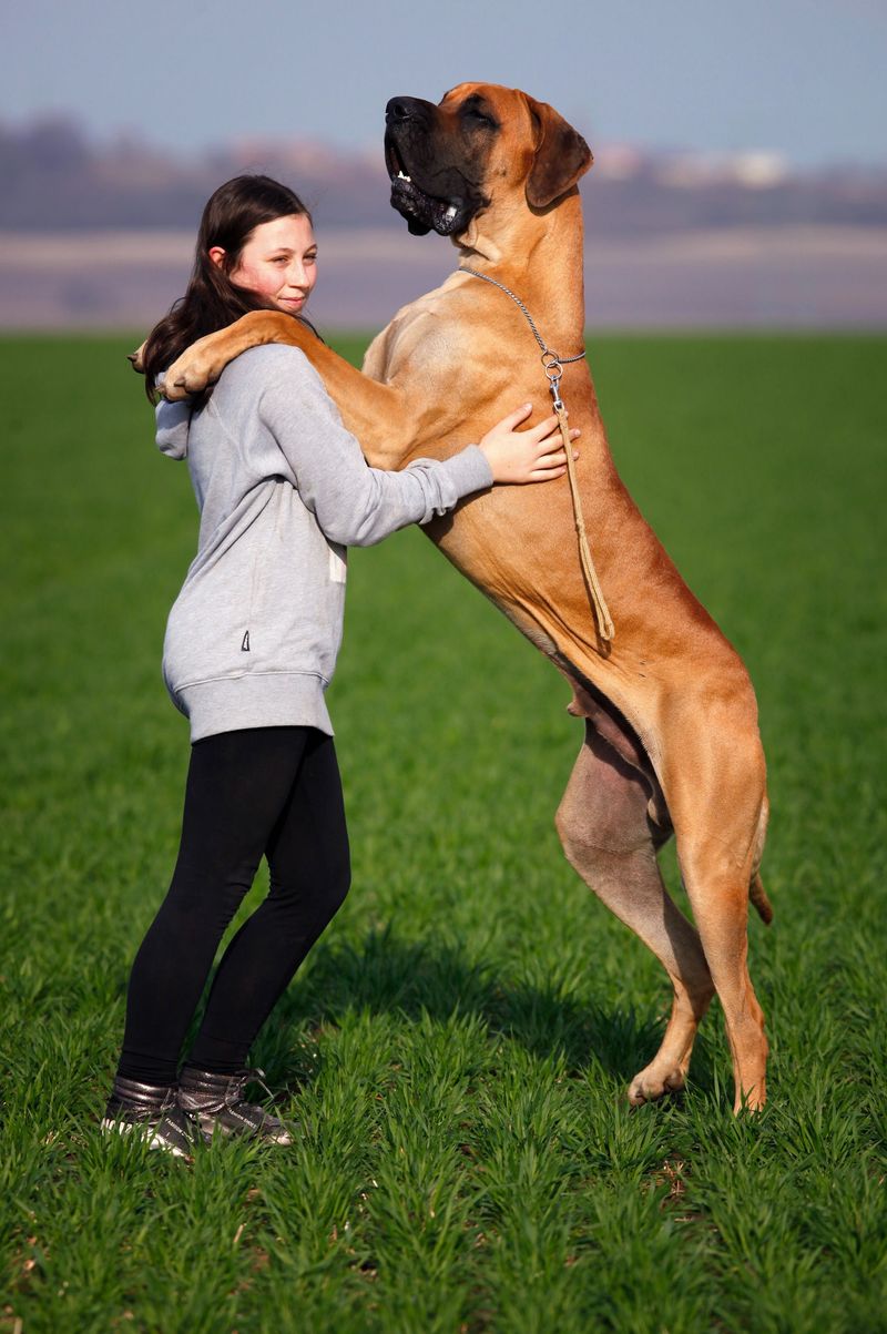 The toughest-looking dog in the neighborhood may secretly be the biggest softie in the house 6 Great Dane