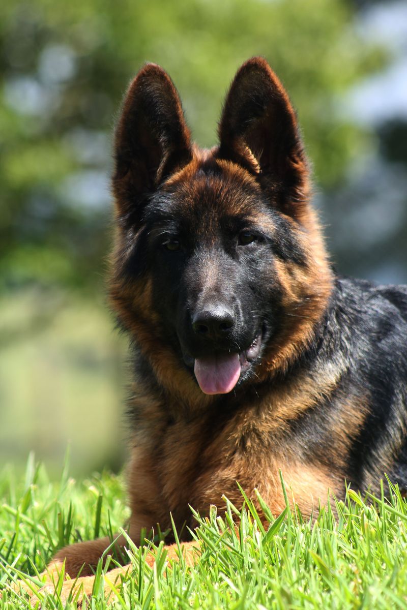 German Shepherd