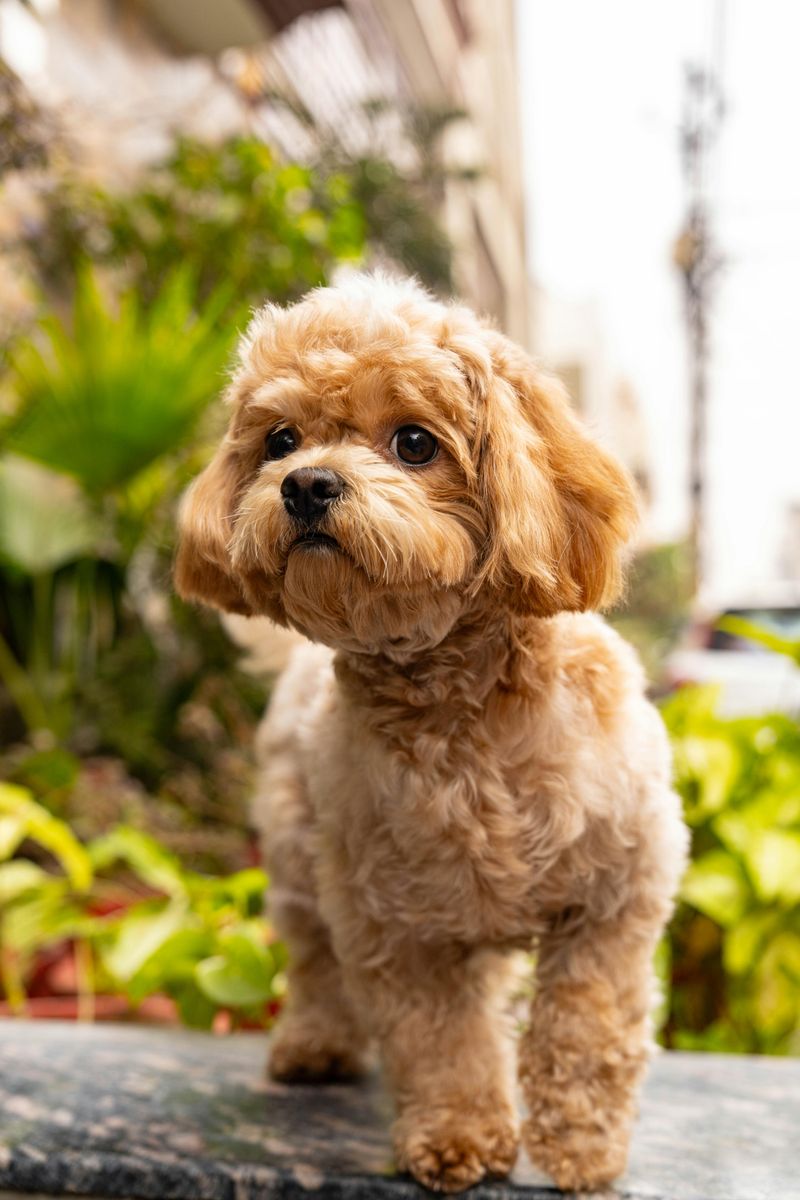 Toy Poodle