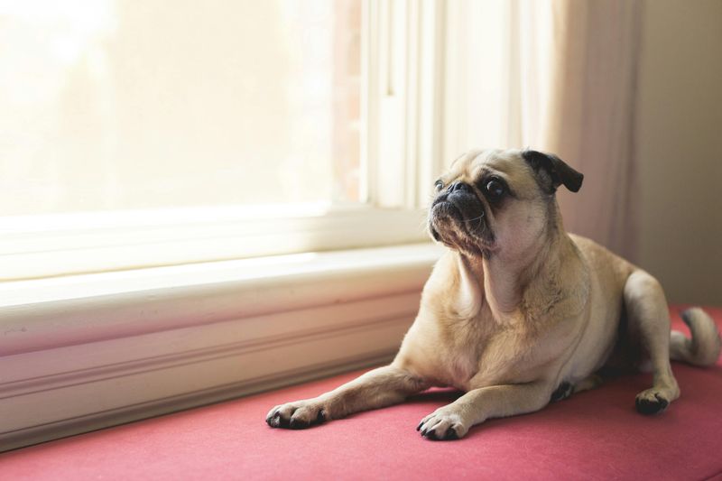Pug