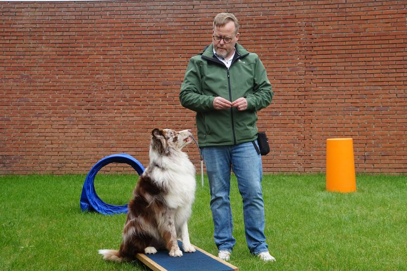 Give these dog breeds clear expectations and watch how quickly chaos can turn into cooperation 10 Australian Shepherd