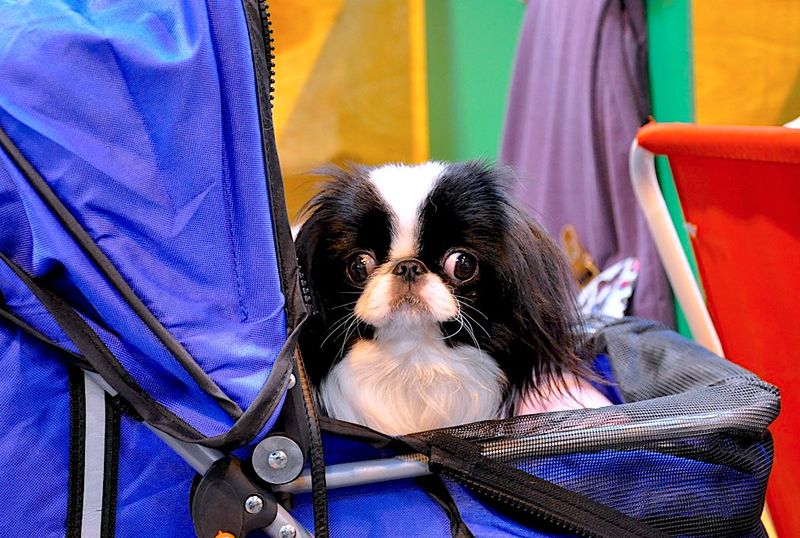 If you already have enough chaos in your life, these dogs may be exactly where to start 9 Japanese Chin