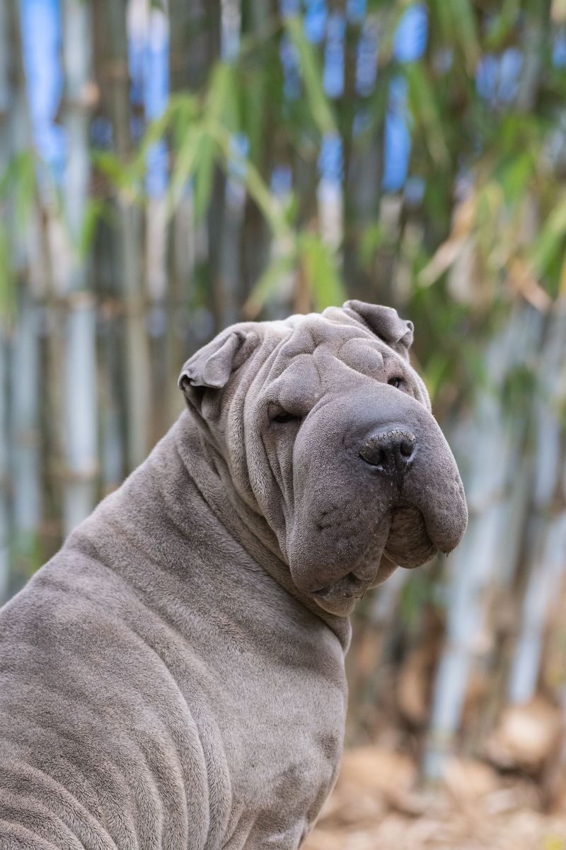 These dog breeds aren't desperate to win you over - and that's exactly why people keep misreading them 7 Shar-Pei