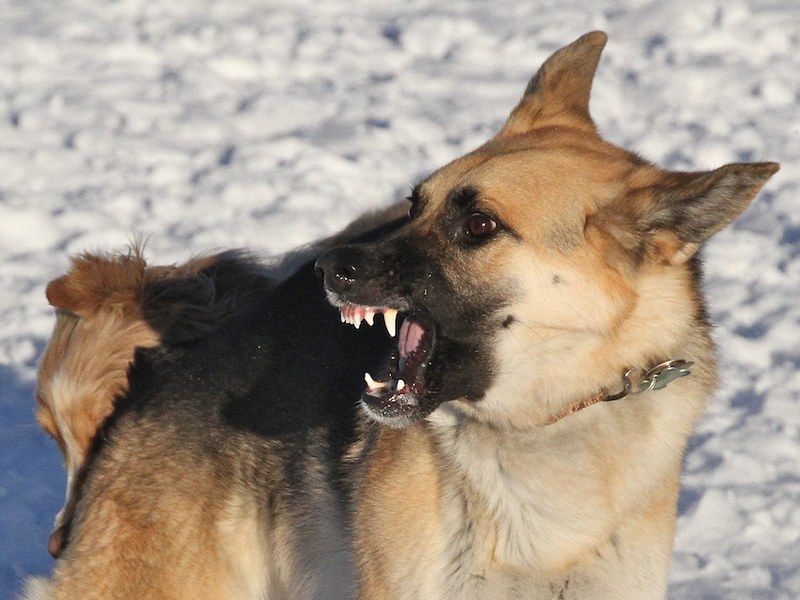 Is your dog fed up? Here are 11 signs to watch for 6 Growling or snapping