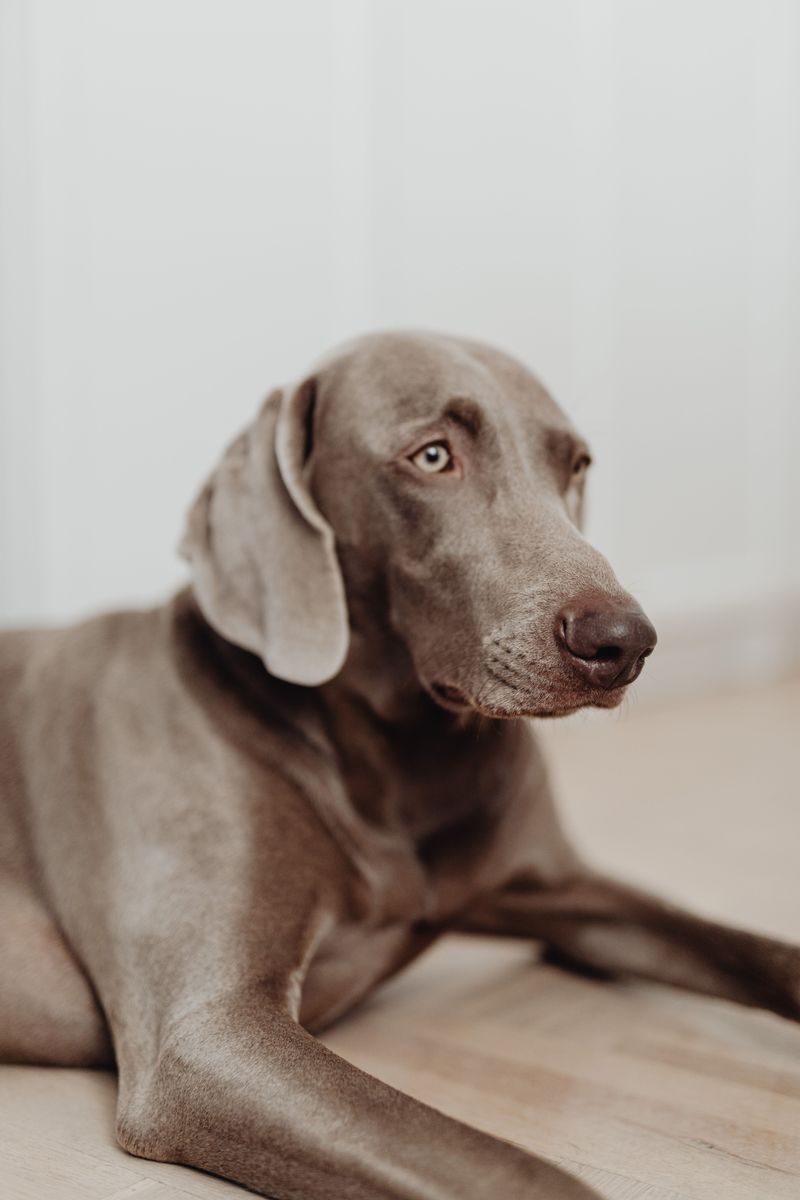 Going to work all day? These dogs may struggle more with your absence than you expect 7 Weimaraner