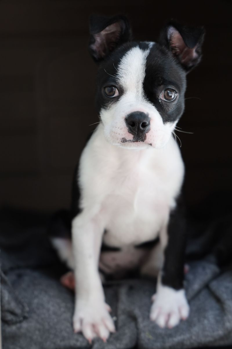 Boston Terrier