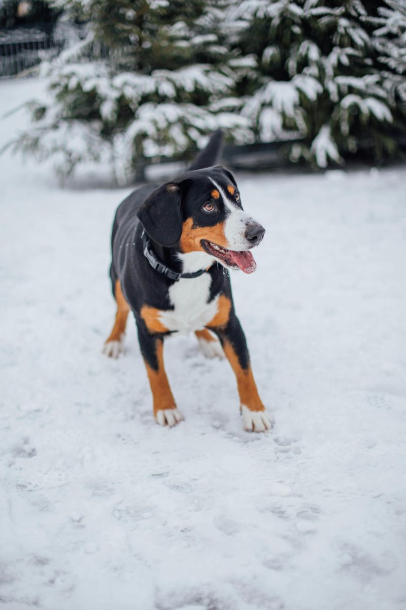 Greater Swiss Mountain Dog