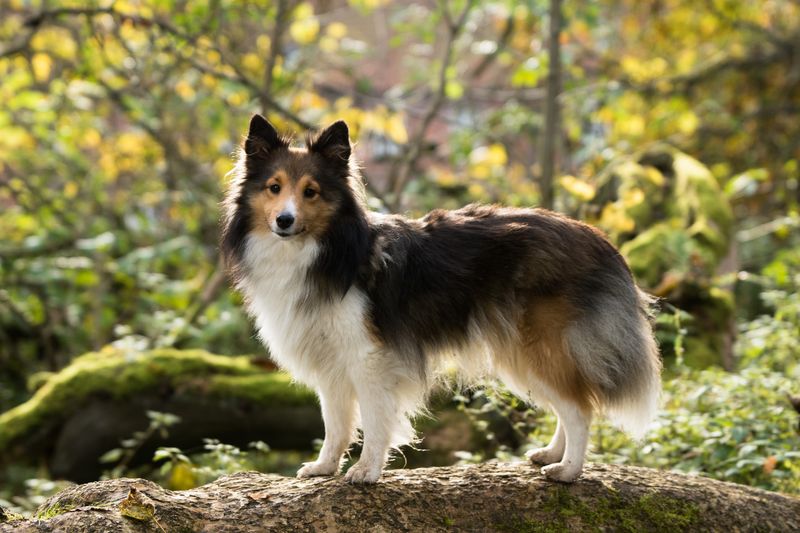 13 dogs that feel every emotion in the room - plus 3 that seem to ignore everything 13 Shetland Sheepdog