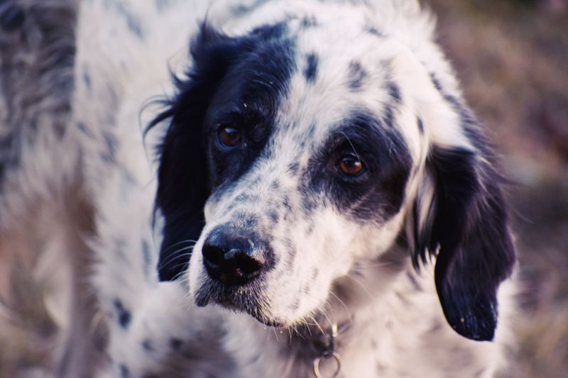 Some dog breeds make unforgettable first impressions - and some only get better with time 13 English Setter