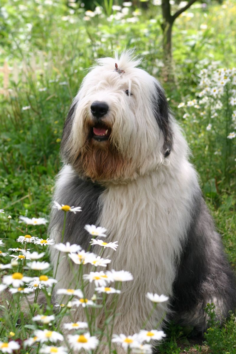 Old English Sheepdog