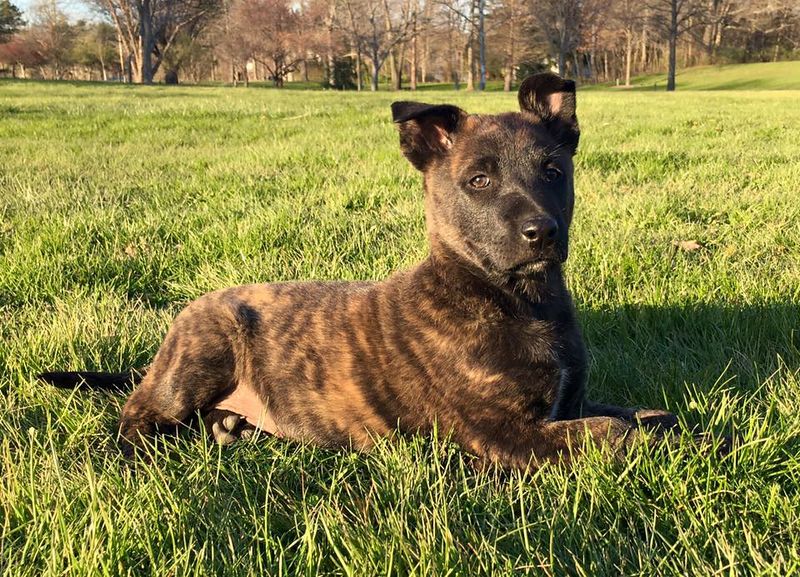 These 10 brindle dogs combine striking looks with unforgettable personalities 2 Dutch Shepherd