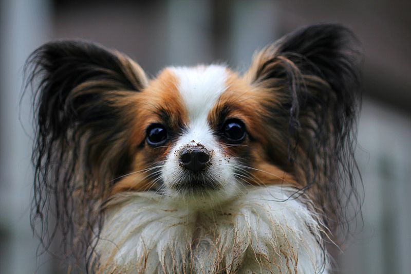 Gentle handling brings out the best in these emotionally aware companions 10 Papillon