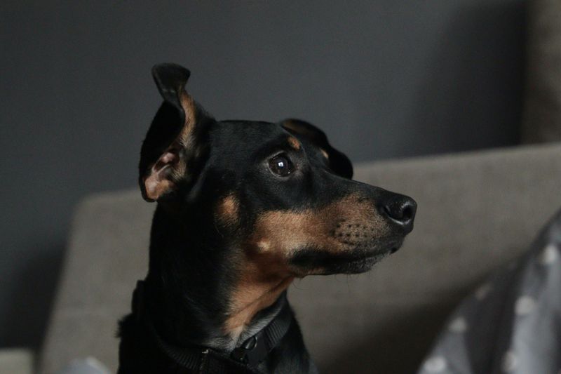 Miniature Pinscher