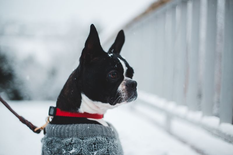 From working partners to household companions, these dogs have distinctly American origins 2 Boston Terrier