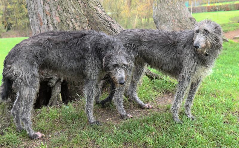 Scottish Deerhound
