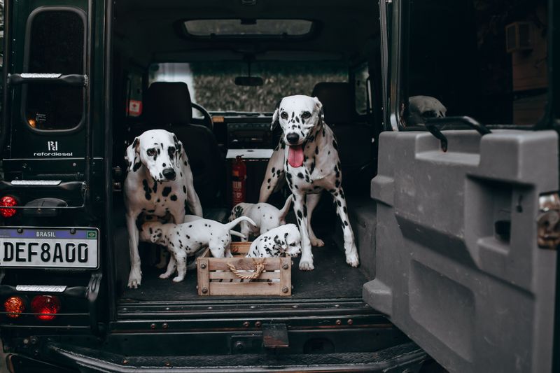 Dalmatian