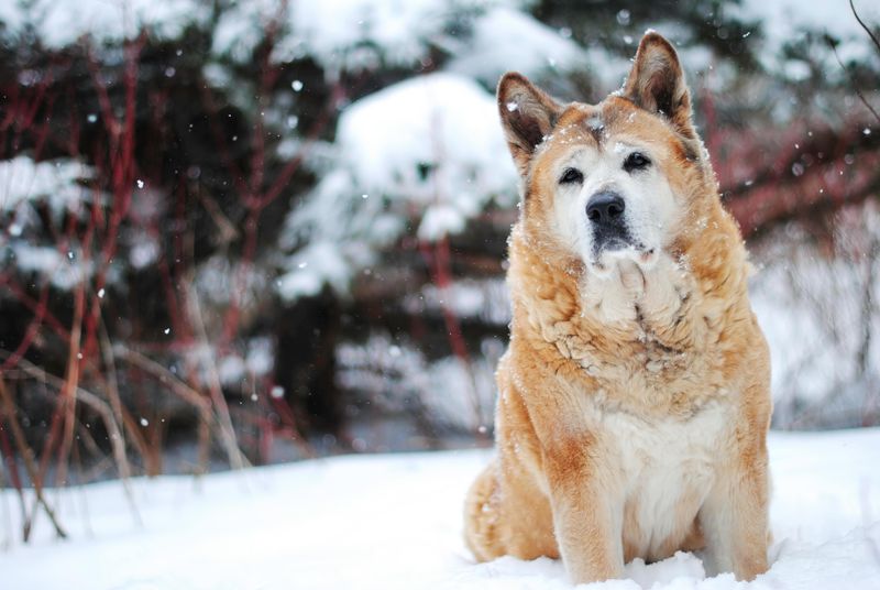 12 challenging puppy breeds that eventually become the most loyal dogs imaginable 3 Akita