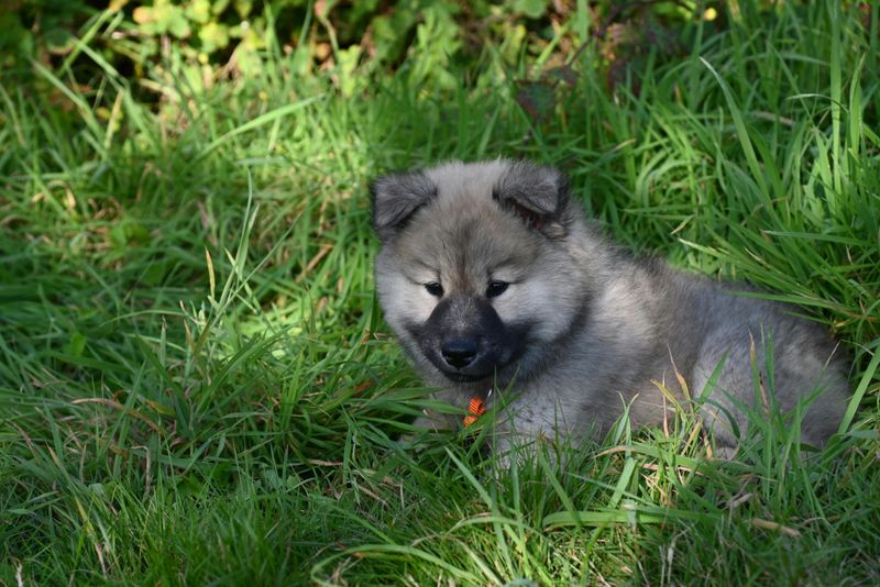 These 14 Dog Breeds Are Built for Real-World Life - See Which Matches You 3 Keeshond